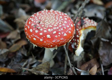 A Day Explorer Tour in Surrey Hills – Discovering the St Mary Area